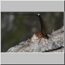 Dolichomitus messor - Schlupfwespe w01g 32mm - OS-Hasbergen Holzlagerplatz auf Eiche det06.jpg